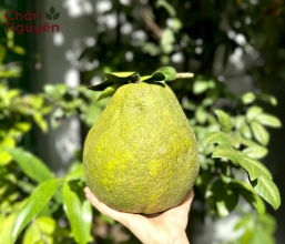 Bưởi Tân Triều (10 trái) 