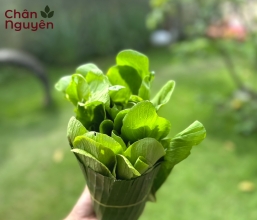 Cải thìa 