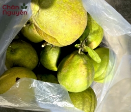 Bười Tân Triều (5 trái)
