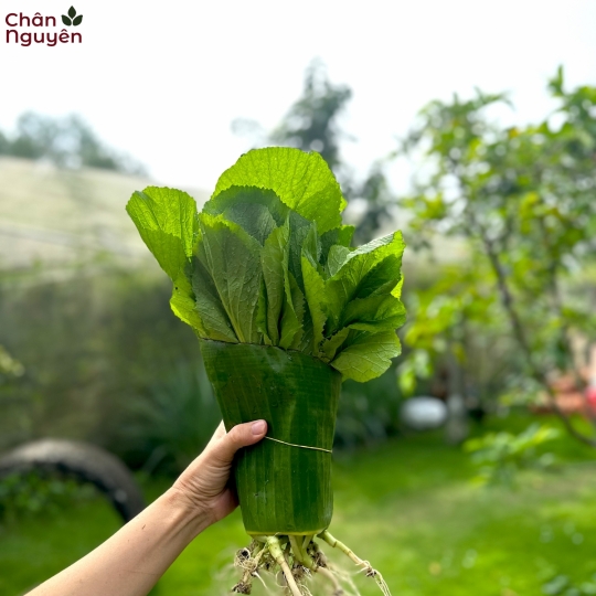 Cải bẹ xanh 