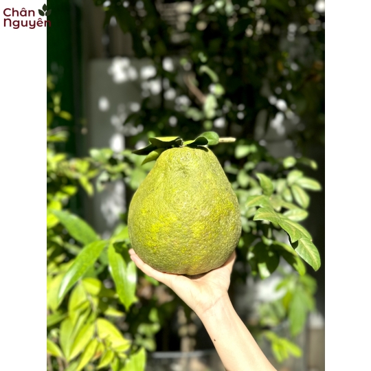 Bưởi Tân Triều (10 trái) 